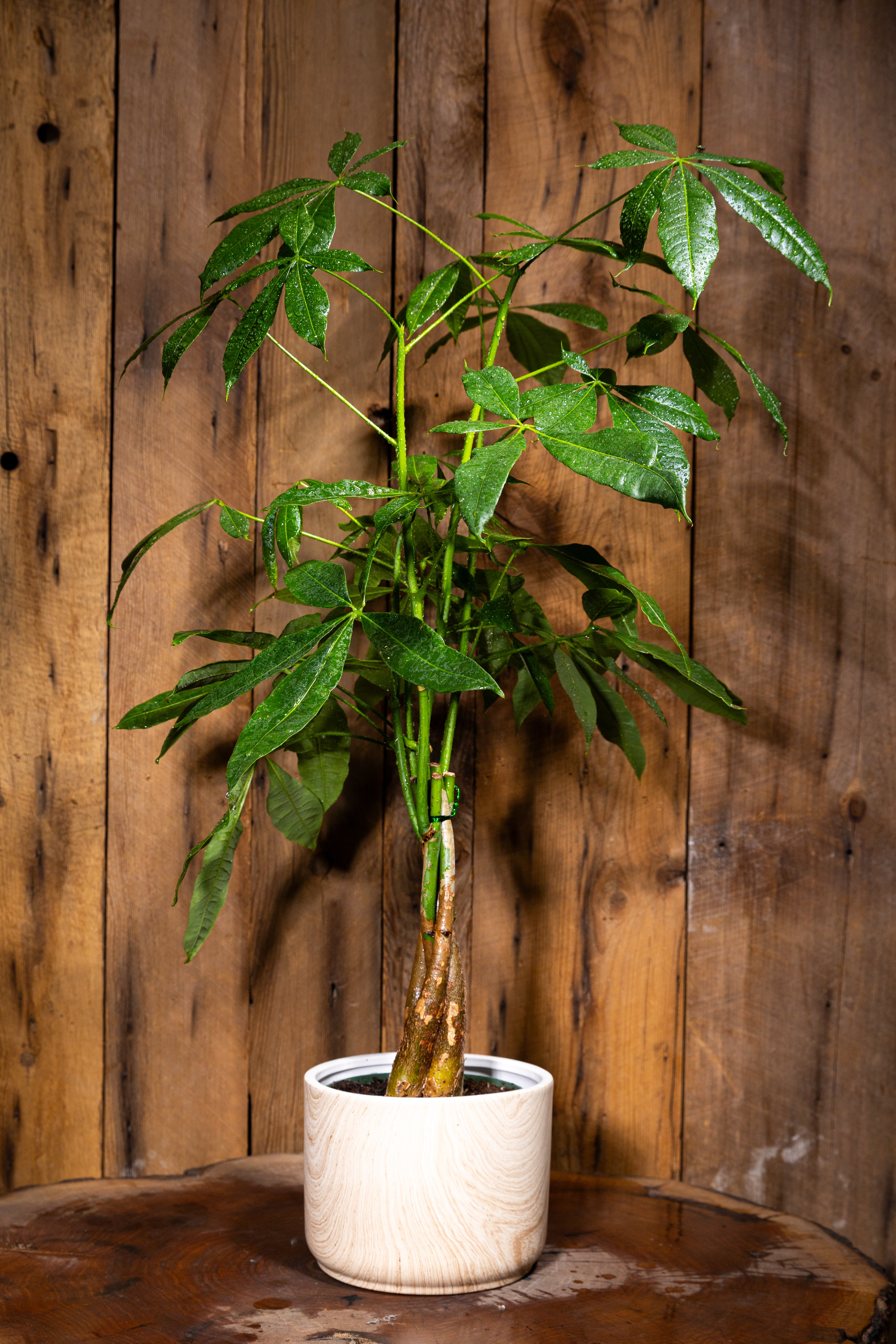 Money tree – Fleuriste CôteDes Neiges