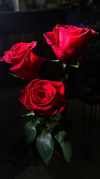 12 Freedom Red Roses bouquet