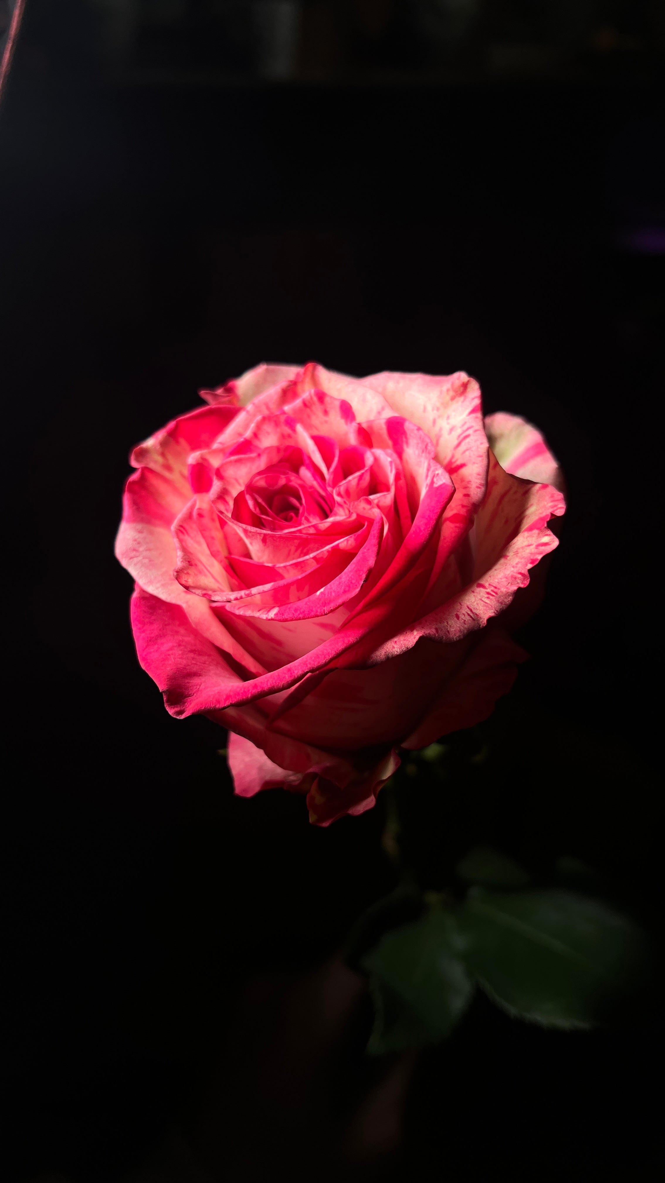 12 Floyd Hot Pink Roses bouquet