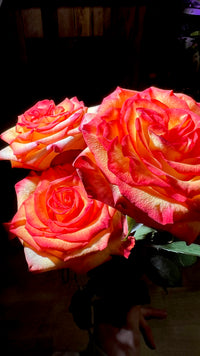 12 Orange Roses
