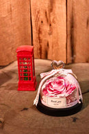 preserved Pink Rose