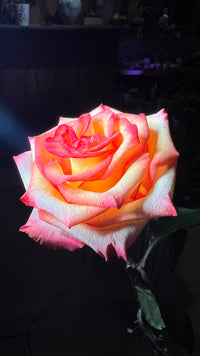 12 Orange Roses