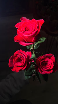 12 Freedom Red Roses bouquet