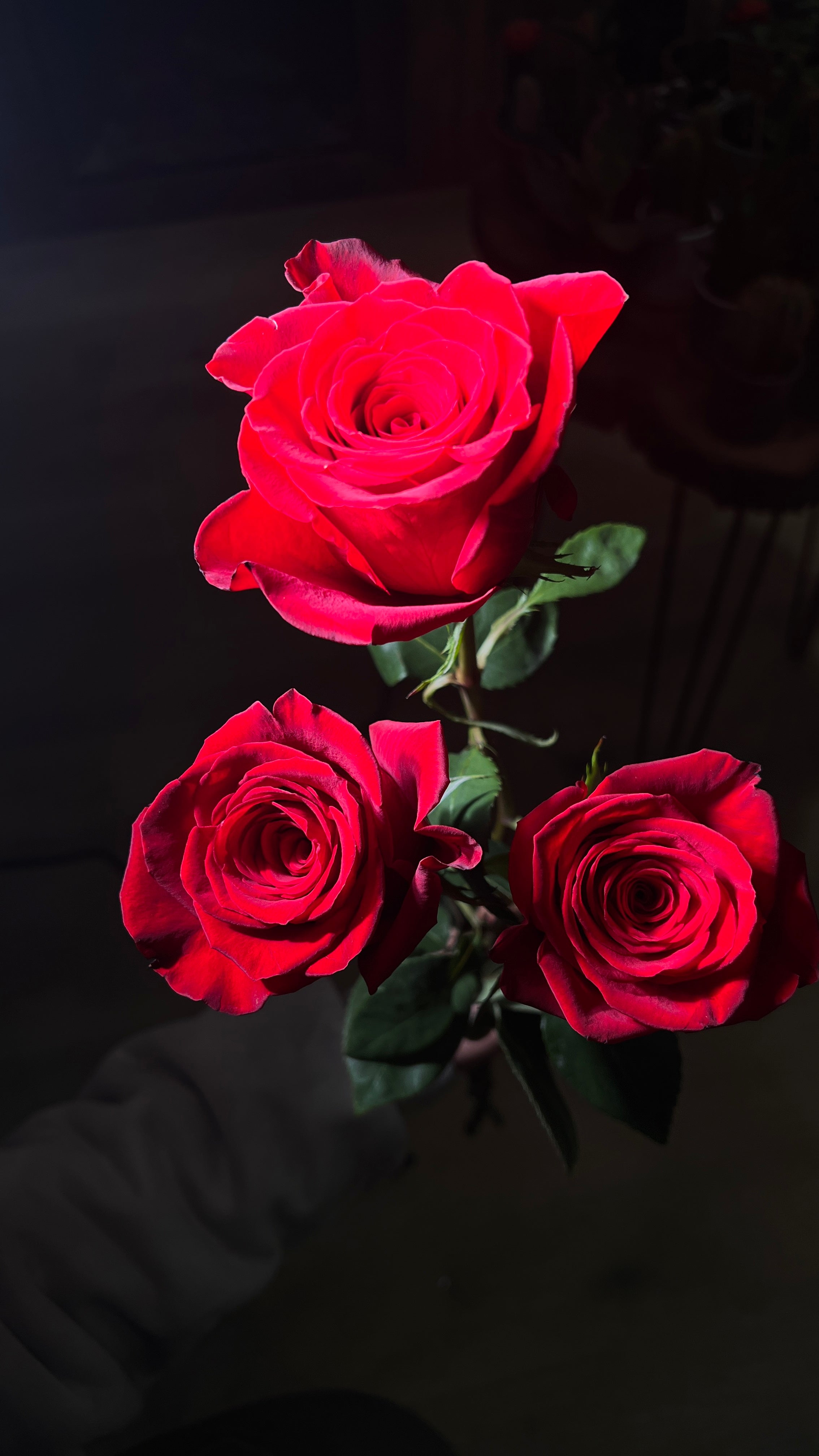 12 Freedom Red Roses bouquet