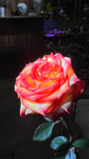 12 Orange Roses