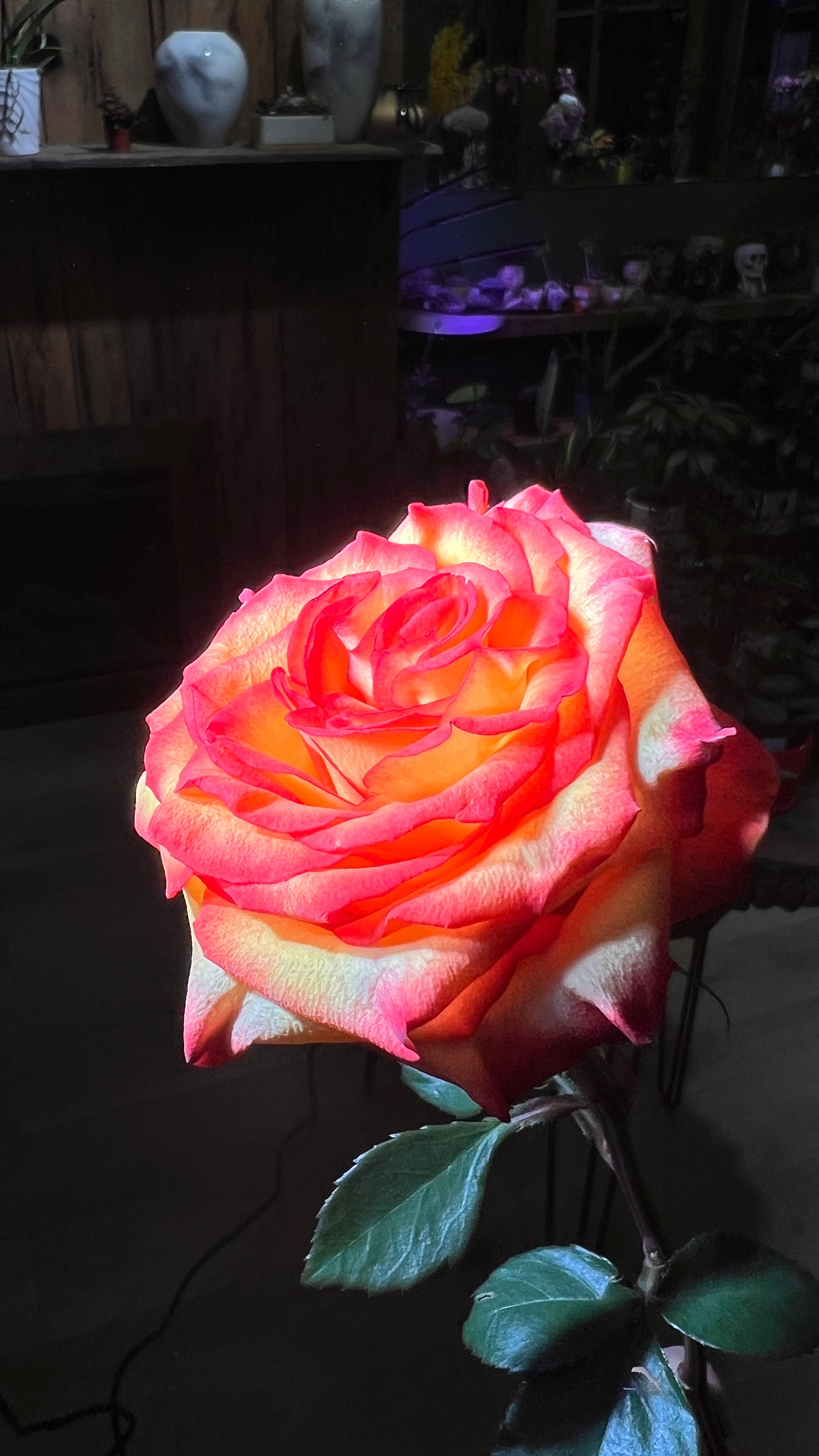 12 Orange Roses