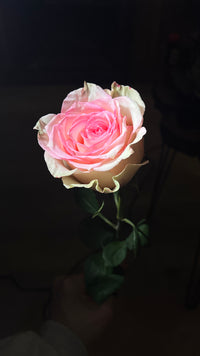 12 Pink Roses bouquet