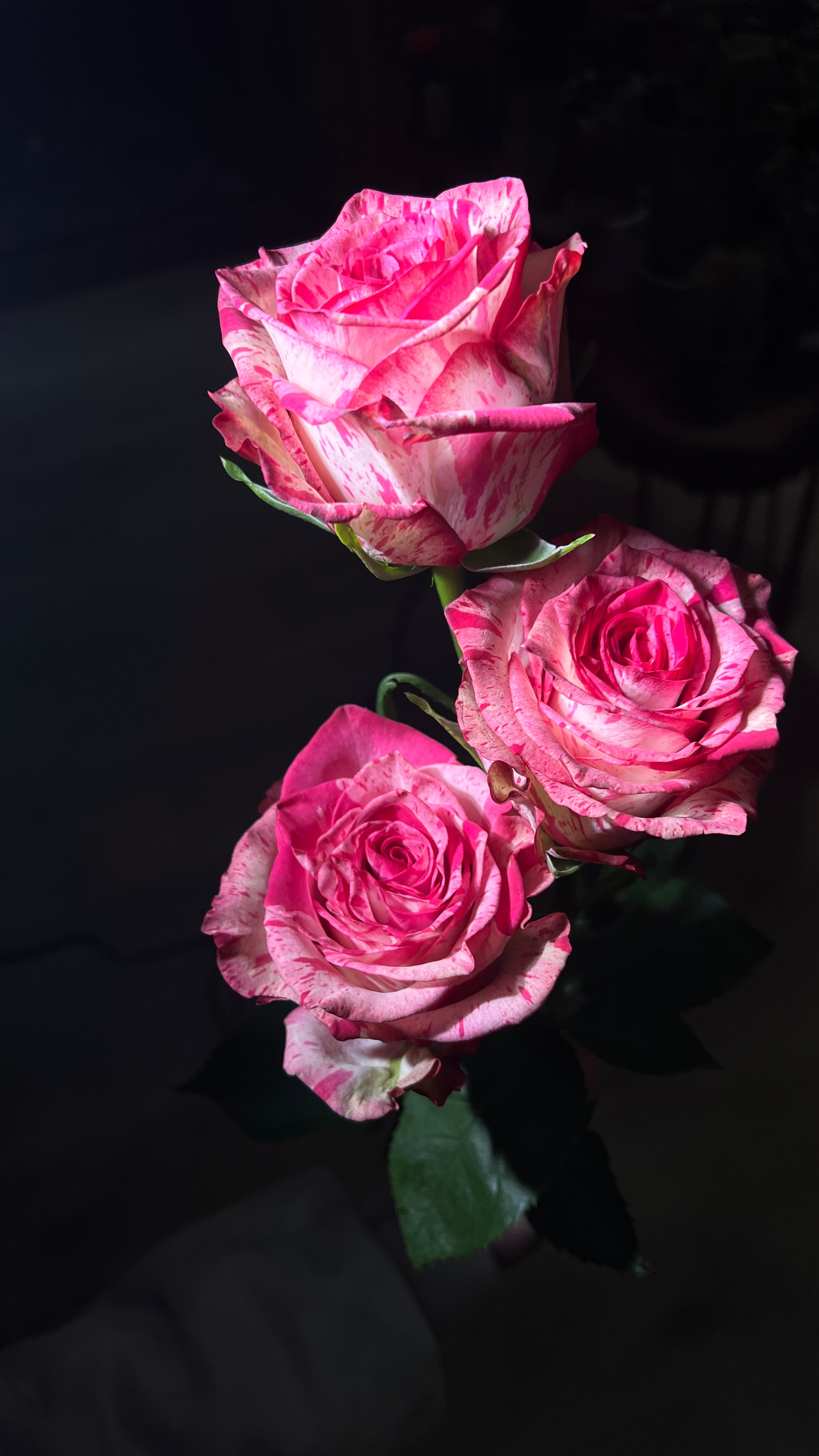 12 Floyd Hot Pink Roses bouquet