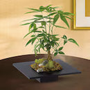 Money tree zen