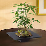 Money tree zen