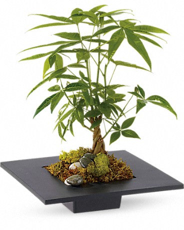 Arbre à monnaie zen
