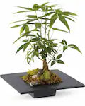 Money tree zen