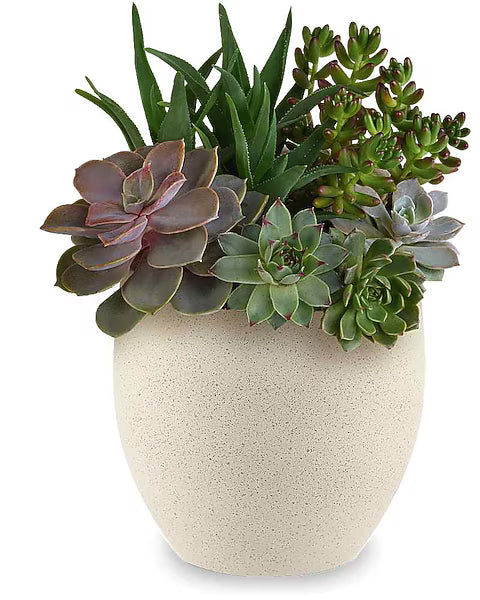 Modern Stone Succulent Garden