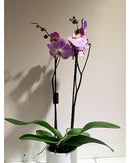 Blush Elegance Orchid PL067