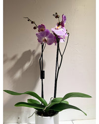 Blush Elegance Orchid PL067