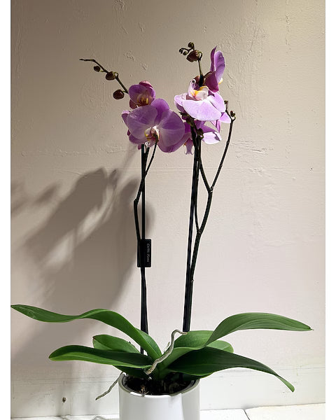 Orchidée Élégance Rose NS067