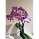 Blush Elegance Orchid PL067
